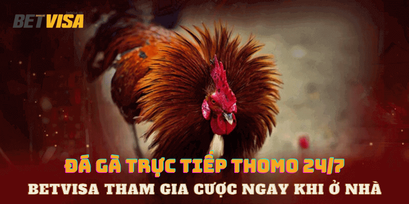 đá gà trực tiếp thomo 24/7 tại Betvisa